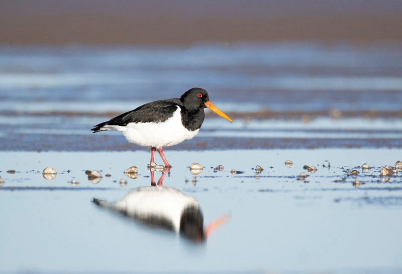 OysterCatcher - Haematopus ostralegus - The Coast
