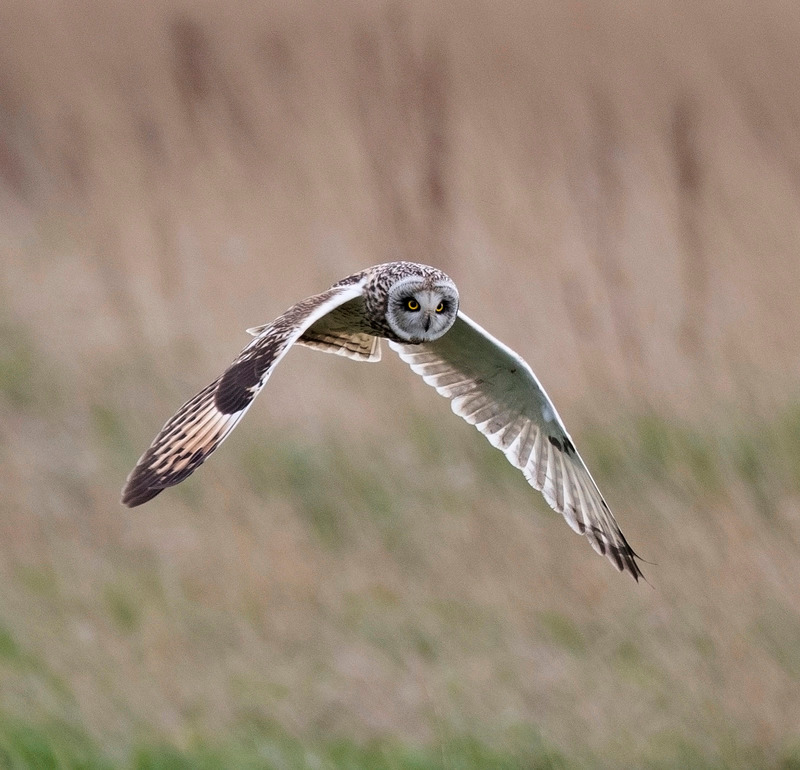 Short-eared Owl | Graham Manson Photography