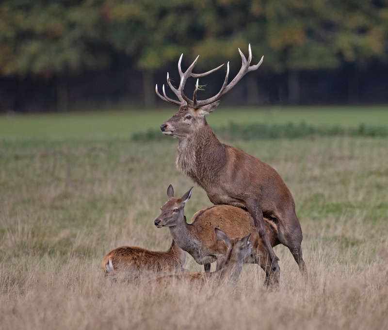 Red Deer - Cervus elaphus - Mammals