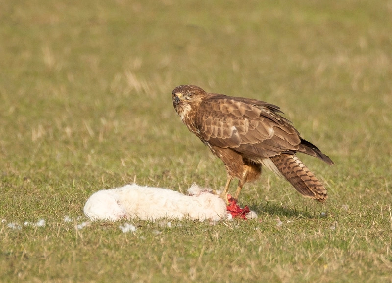 Buzzard