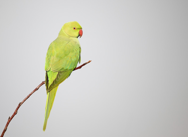 Ring Necked Parakeet - Psittacula krameri - Hedgerows and Woodland