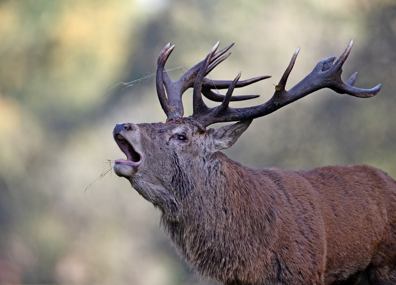 Red Deer - Cervus elaphus - Mammals