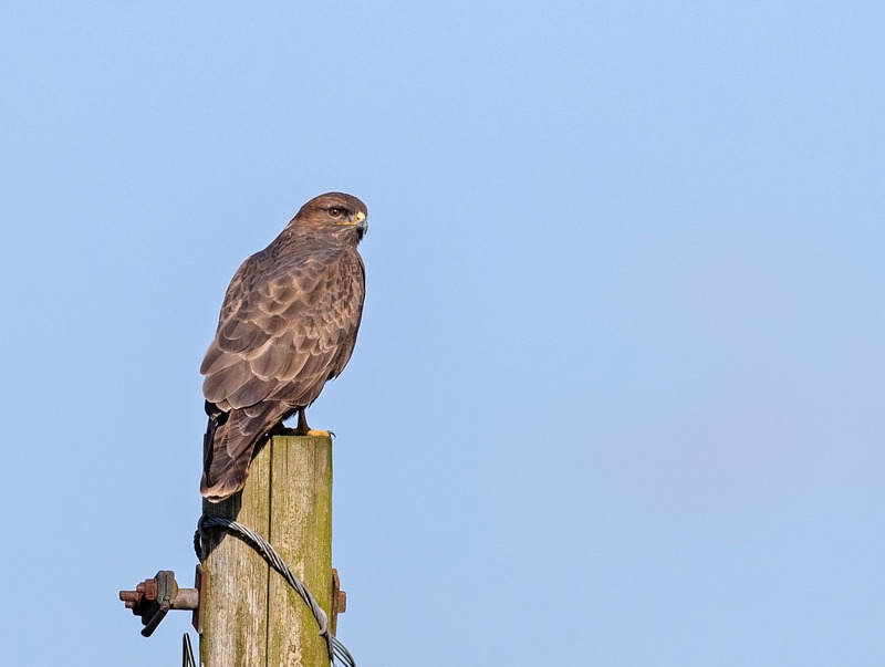Buzzard - Buteo buteo - Birds of prey
