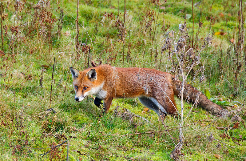 Red Fox