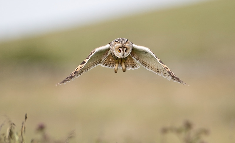 Graham Manson Photography | Long-eared Owl