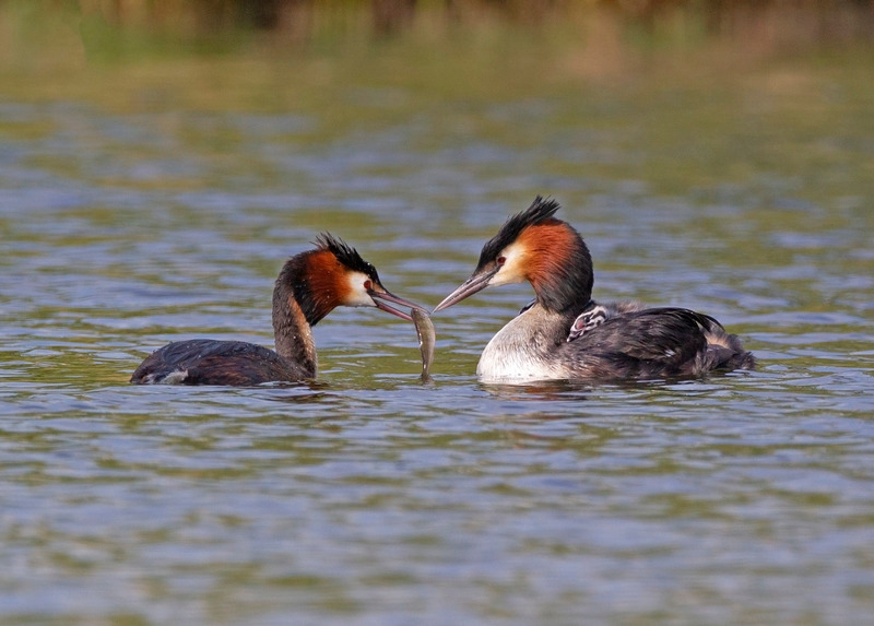 Great Crested Grebe feeding young