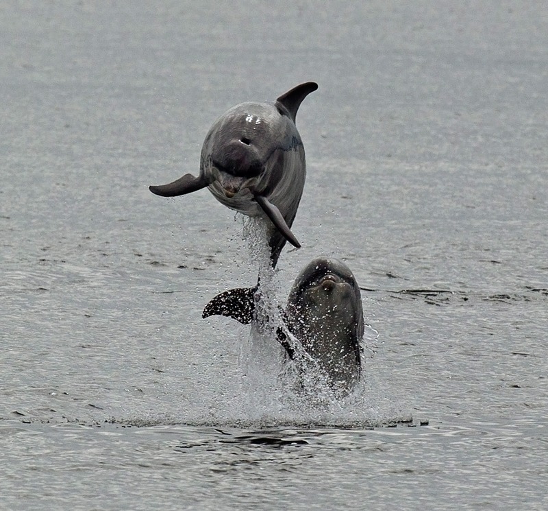 Bottlenose Dolphins | Wildlife Photography | Graham Manson