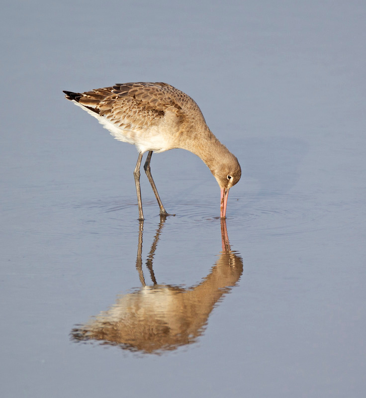 Bar-tailed Godwit - Limosa lapponica - The Coast