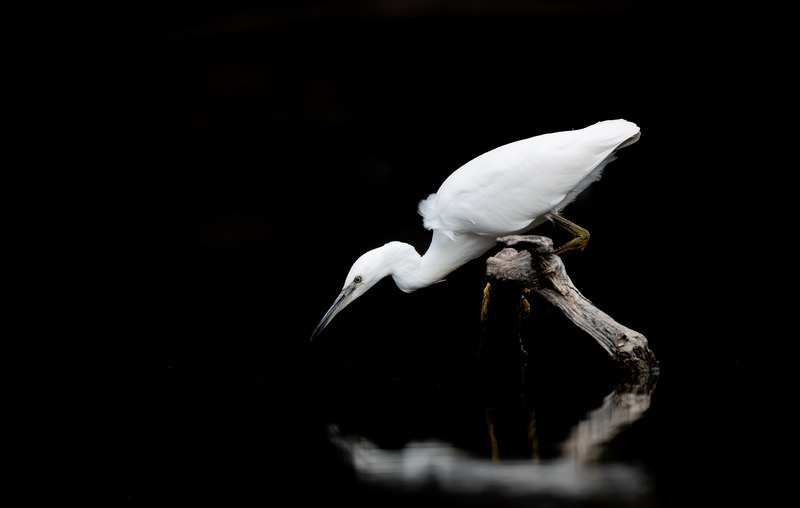 Little Egret fishing