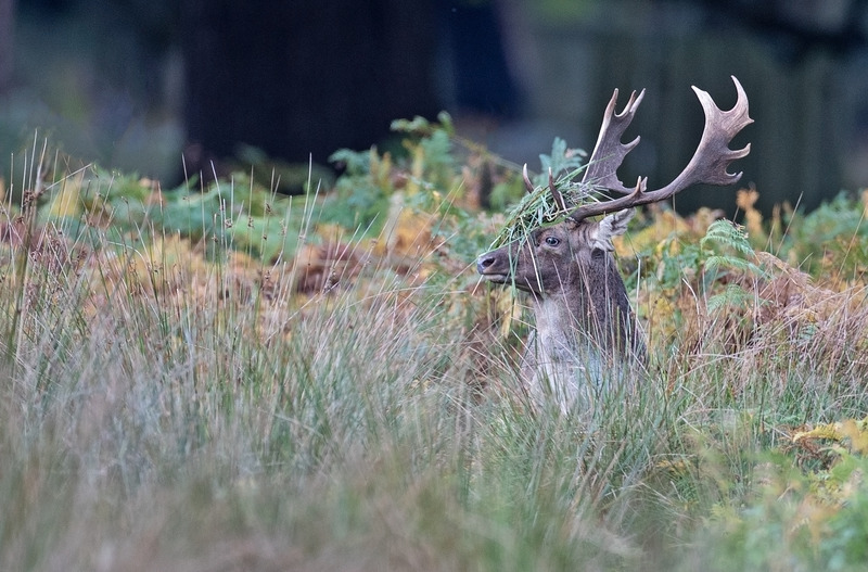 Fallow Deer