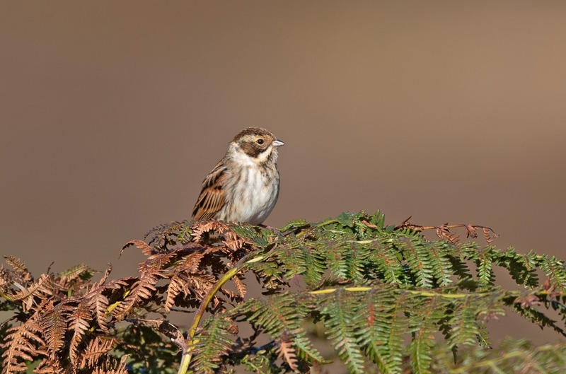 Reed Bunting - Emberiza schoeniclus - On the moors