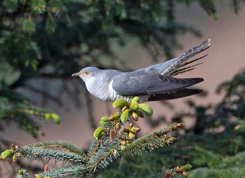 Cuckoo