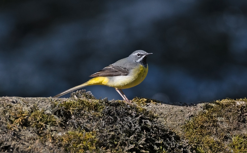 Grey Wagtail - Motacilla cinerea - Lakes, Streams and Ponds