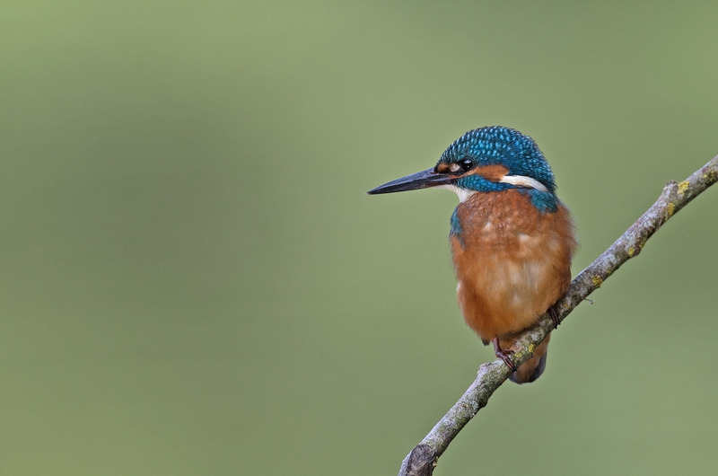Kingfisher - Alcedo atthis - Lakes, Streams and Ponds