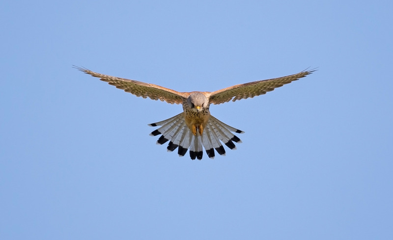Kestrel hovering