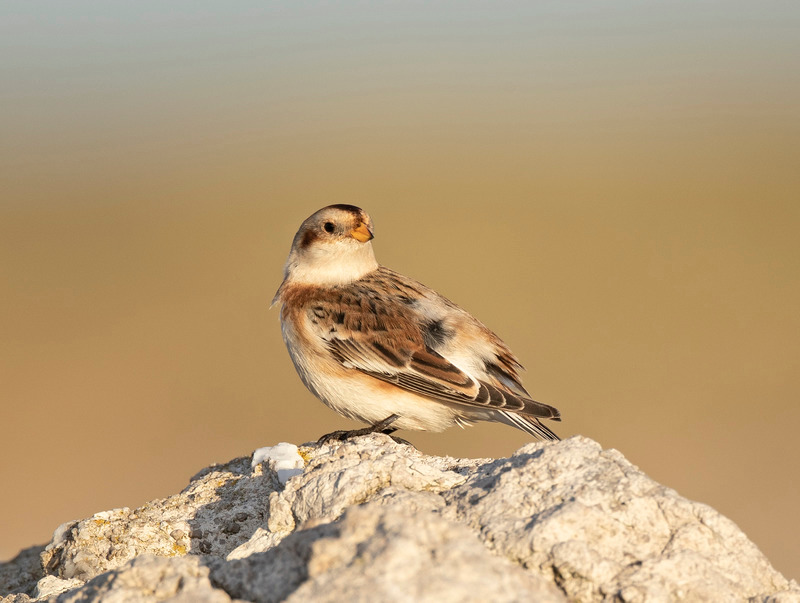 Snow Bunting - Plectrophenax nivalis - The Coast