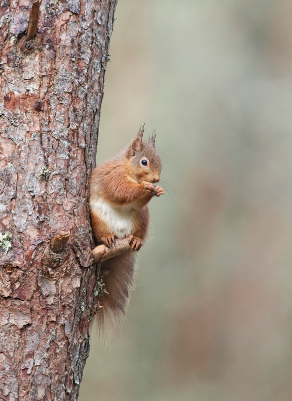 Red Squirrel  - Sciurus vulgaris - Cairngorms