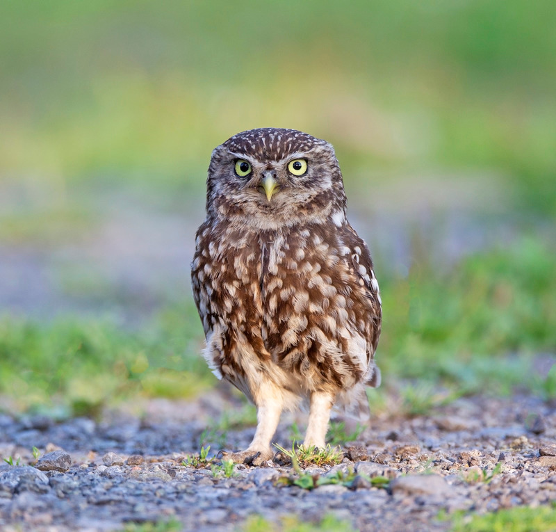 Little Owl