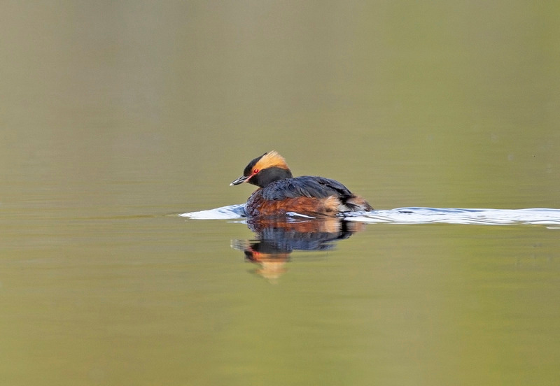 Slavonian Grebe - Podiceps auritus - Cairngorms