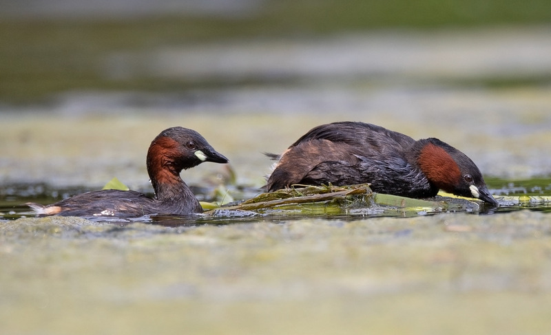 Little Grebes
