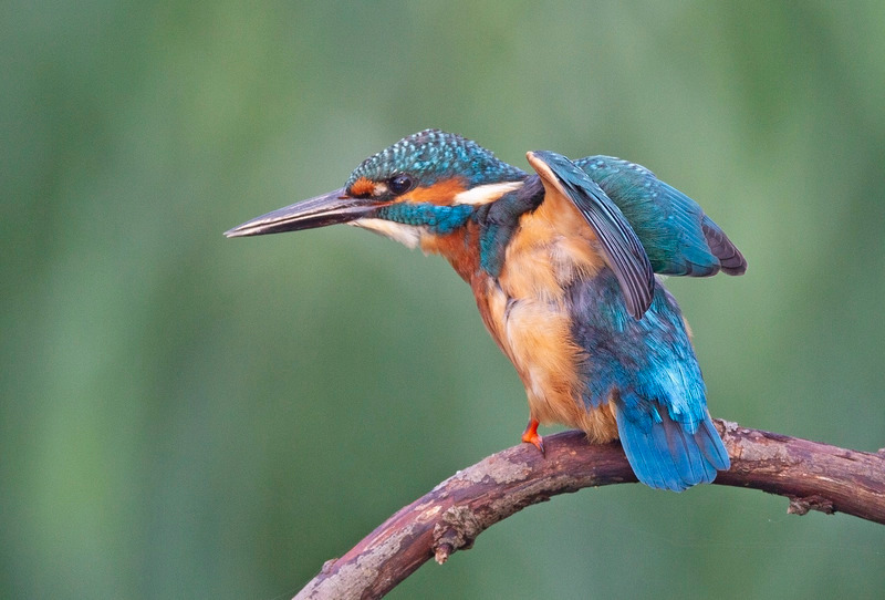 Kingfisher - Alcedo atthis - Lakes, Streams and Ponds