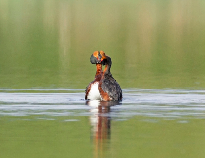 Slavonian Grebe - Podiceps auritus - Cairngorms
