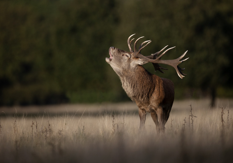 Red Deer - Cervus elaphus - Mammals