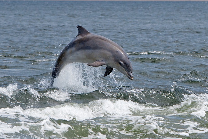 Bottlenose Dolphin | Inverness | Graham Manson