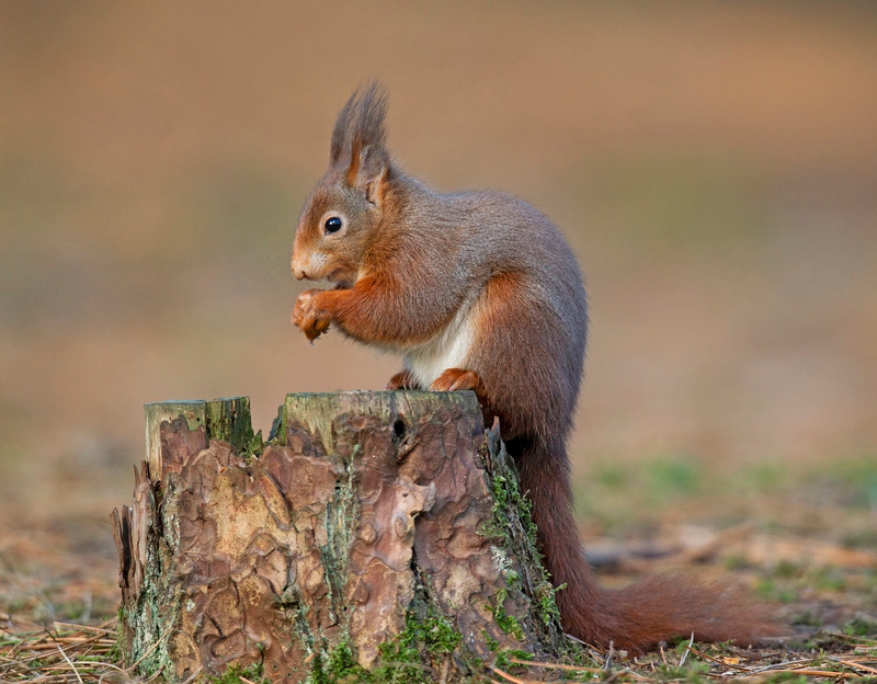 Red Squirrel | Formby