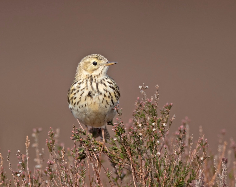 Meadow Pipit