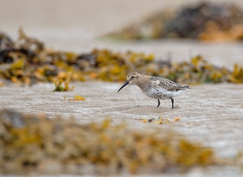 Dunlin | Ardnamurchan Wildlife