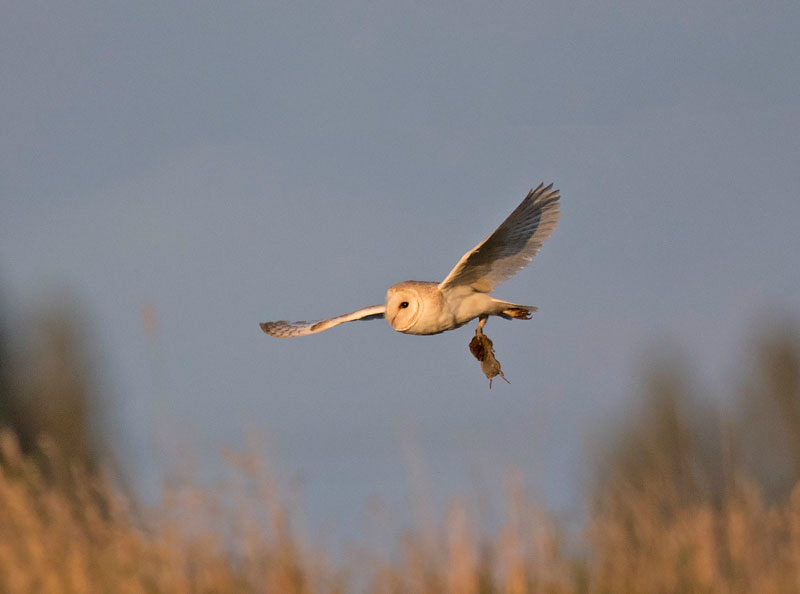 Barn Owl - Tyto alba - Birds of prey