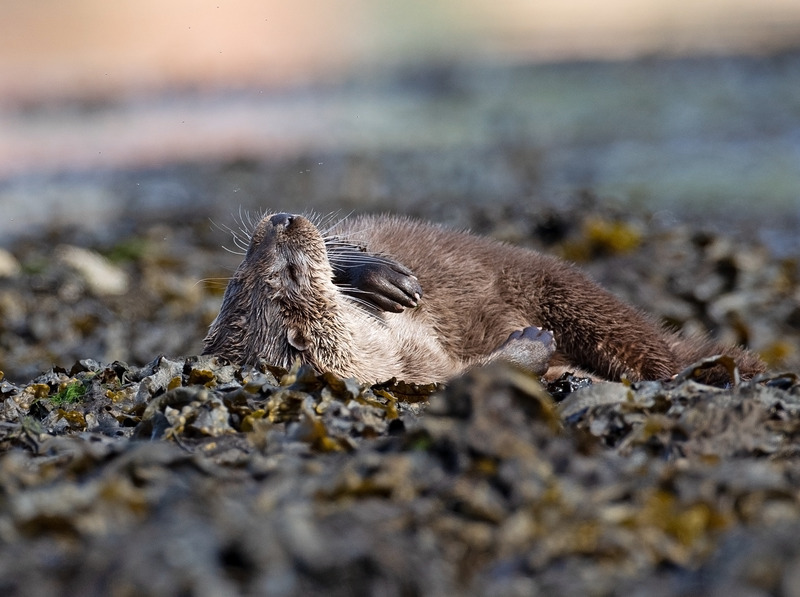 Otter Photography | Ardnamurchan