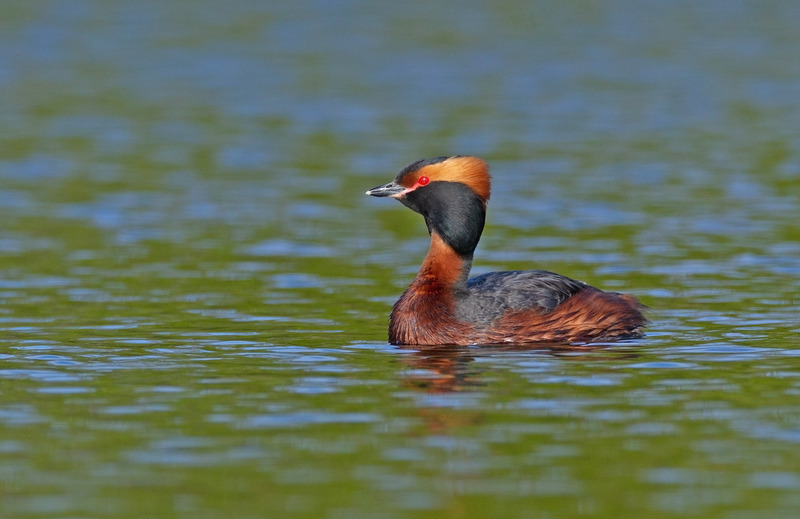 Slavonian Grebe -  Podiceps auritus - Cairngorms