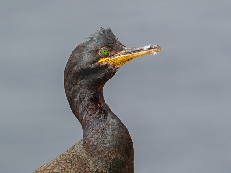 Shag - Gulosus aristotelis - The Coast