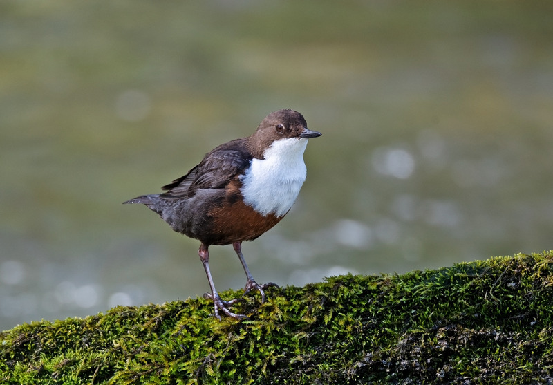 Dipper - Cinclus cinclus - Lakes, Streams and Ponds