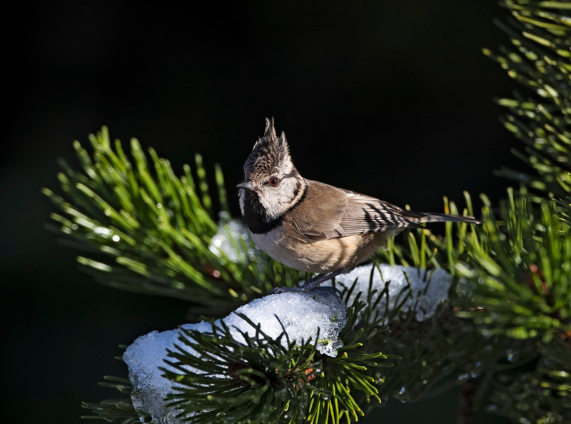 Crested Tit - Lophophanes cristatus - Cairngorms