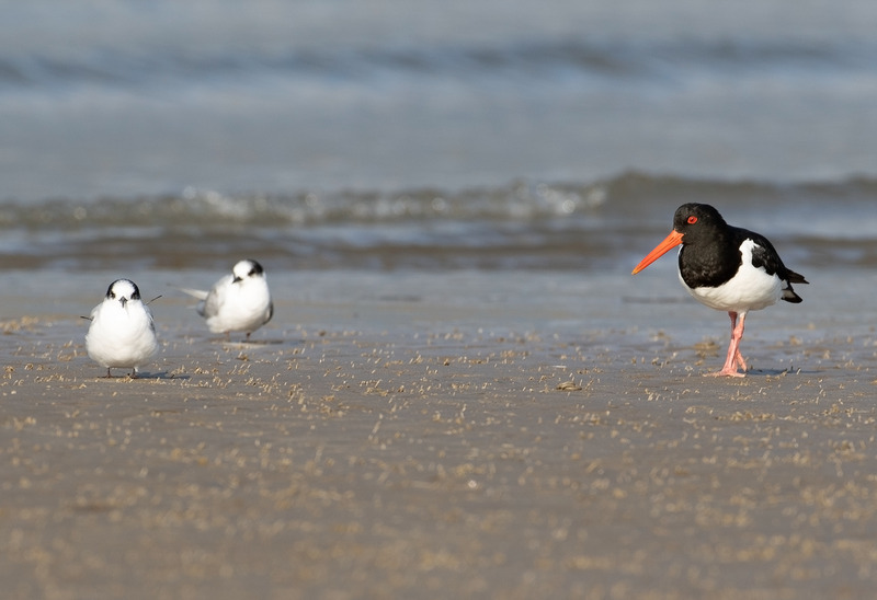 OysterCatcher - Haematopus ostralegus - The Coast