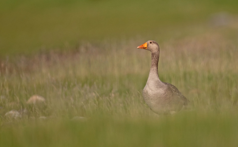 Greylag Goose