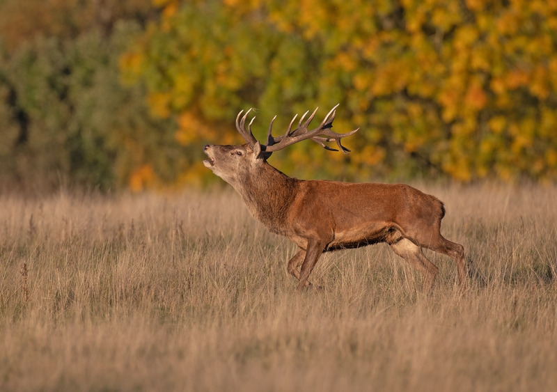 Red Deer Stag charge