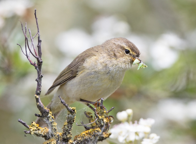 Chiffchaff - Phylloscopus collybita - Hedgerows and Woodland