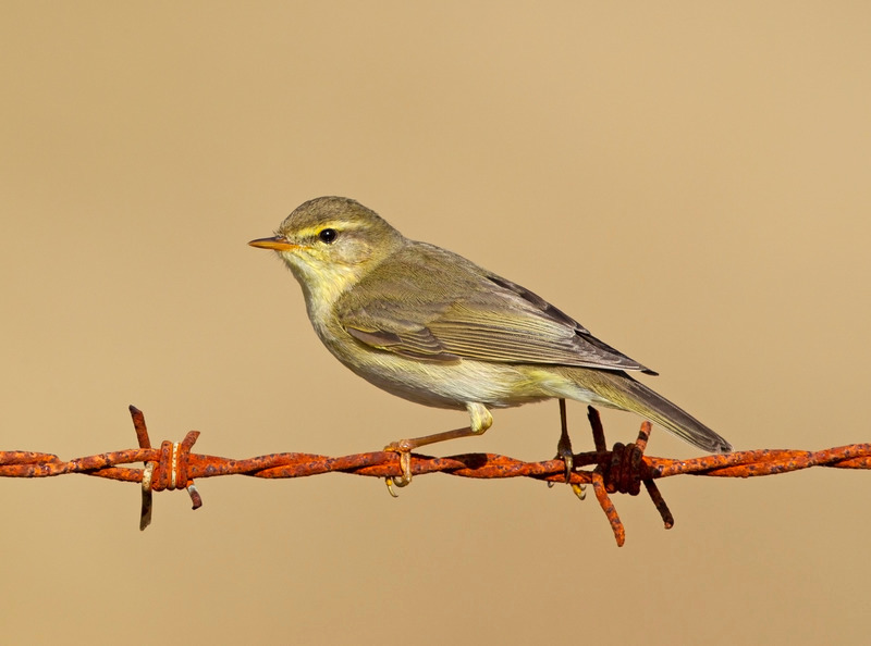 Willow Warbler | Ardnamurchan