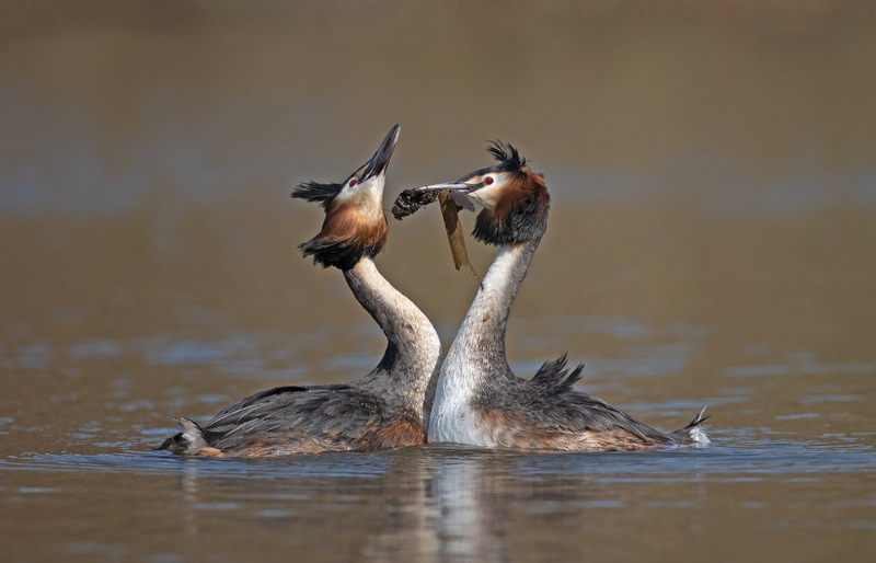 Displaying Grebes