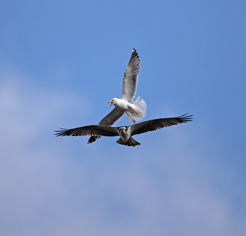 Osprey - Pandion haliaetus - Birds of prey