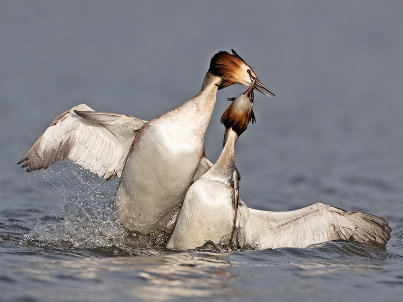 Great Crested Grebes | Territorial fight