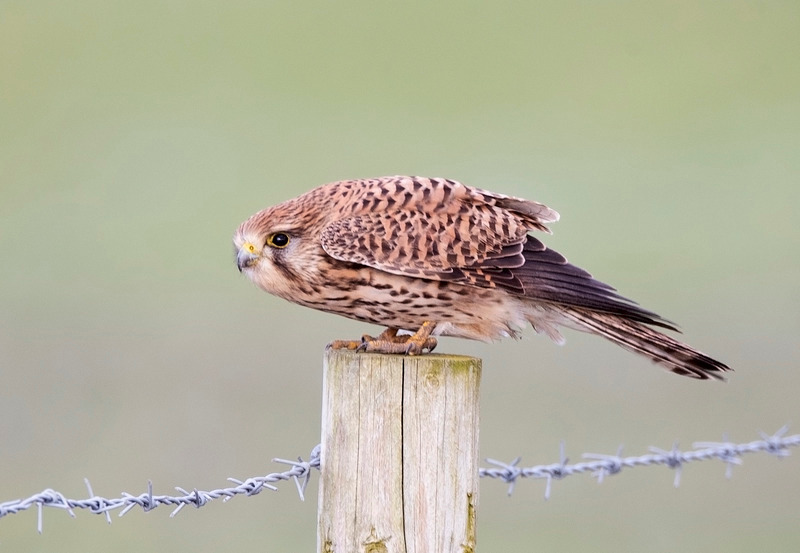 Kestrel on Frodsham March