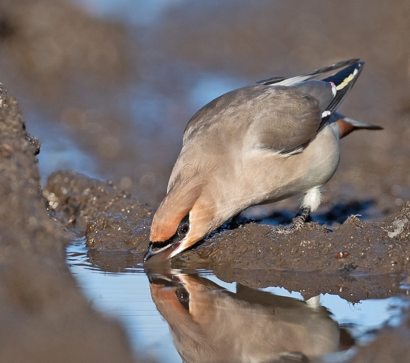 Waxwing - Bombycilla garrulus - Hedgerows and Woodland