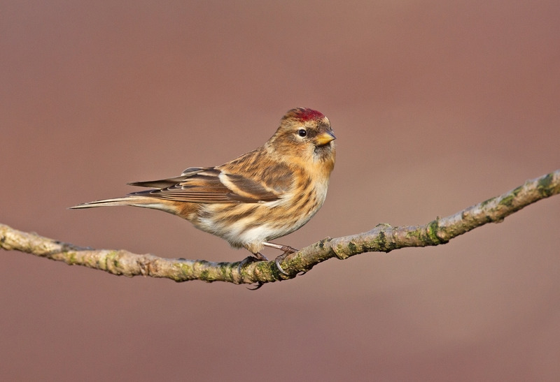 Redpoll - Acanthis flammea - Hedgerows and Woodland