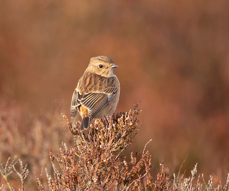 Stonechat | Worlds End