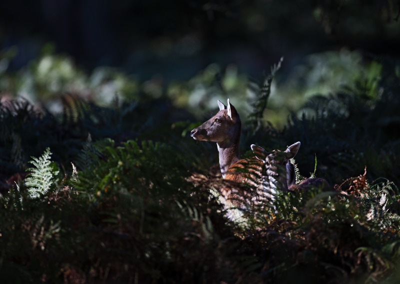 Fallow Deer